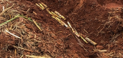 “Setor tem que entender que o plantio mecanizado de cana não se resume a uma plantadora”