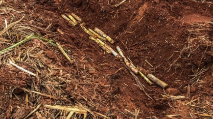 “Setor tem que entender que o plantio mecanizado de cana não se resume a uma plantadora”