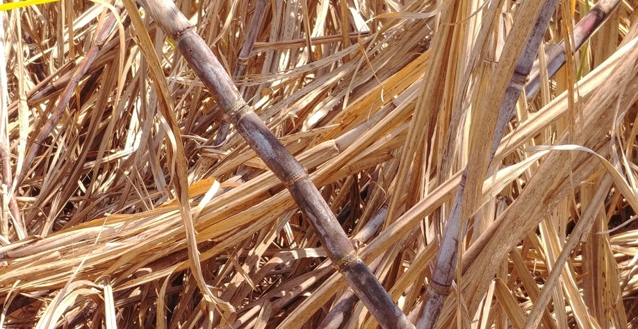 Seca, geadas e até incêndios derrubam a produtividade dos canaviais
