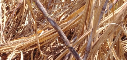 Expectativa de volume de produção da safra canavieira 2021/22 no Centro-Sul é de 530 milhões de toneladas, com viés de baixa