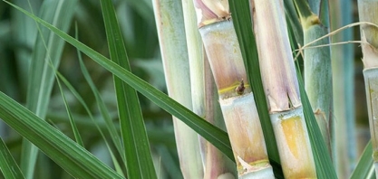 Primeiro ATR da safra 21/22 tem alta de 9%