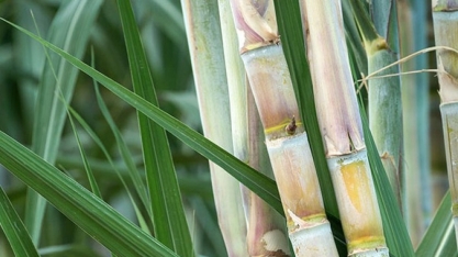 Primeiro ATR da safra 21/22 tem alta de 9%