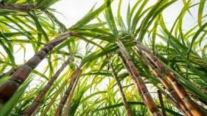 Menos cana, mais incertezas