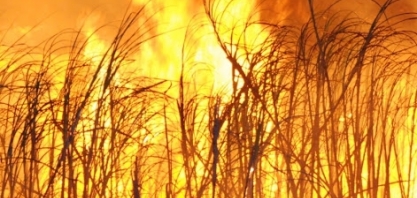 Número de incêndios dispara em canaviais de SP