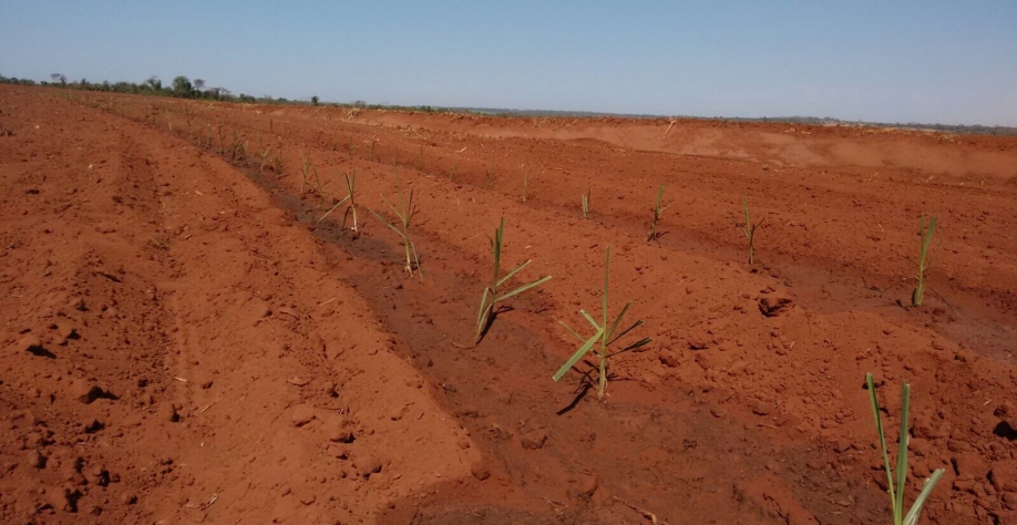 Linha-mãe plantada com MPB: maior ganho de produtividade