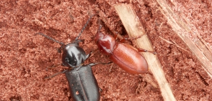 Contra Cupins, Migdolus e Sphenophorus levis a barreira química é técnica essencial