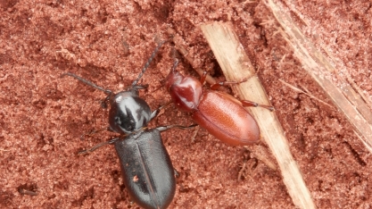 Contra Cupins, Migdolus e Sphenophorus levis a barreira química é técnica essencial