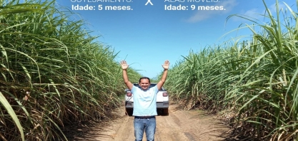 Irrigação por gotejamento eleva produtividade de canavial alagoano de quarto corte para 150 tch