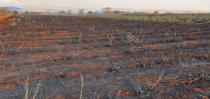 Produtores e usinas se preocupam com falta de mudas para o plantio de cana