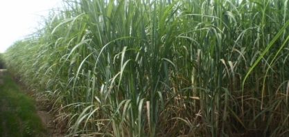 “Preparo do solo e nutrição de plantas” foi tema do 2º Seminário CanaMS 2021