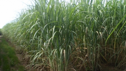 “Preparo do solo e nutrição de plantas” foi tema do 2º Seminário CanaMS 2021