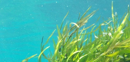 EUA irá desenvolver biocombustível com algas