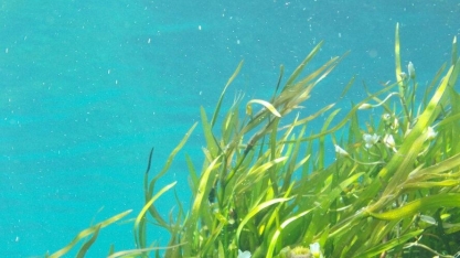 EUA irá desenvolver biocombustível com algas