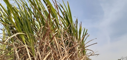 Chuva registrada em agosto pode ajudar safra de 2022 da cana-de-açúcar em Campos, no RJ