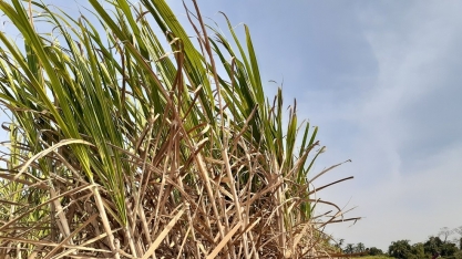 Chuva registrada em agosto pode ajudar safra de 2022 da cana-de-açúcar em Campos, no RJ