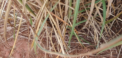 Safra canavieira 2021/22 tem ótimos preços, mas o custo de produção é muito alto