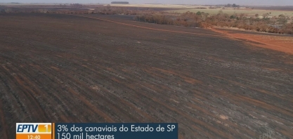 Incêndios destroem 3% dos canaviais do Estado de São Paulo e afetam safra