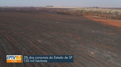 Incêndios destroem 3% dos canaviais do Estado de São Paulo e afetam safra