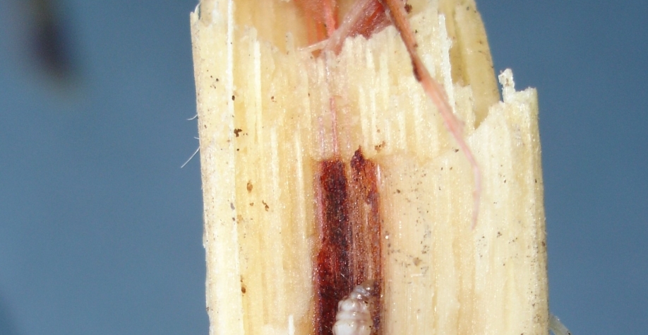 Os danos causados pela broca vão muito além da lavoura, chegando até mesmo a impactar a qualidade dos produtos finais (açúcar e etanol). Foto: Divulgação FMC