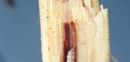 Seca prolongada de 2021 pode ocasionar explosões populacionais de broca na primavera e verão