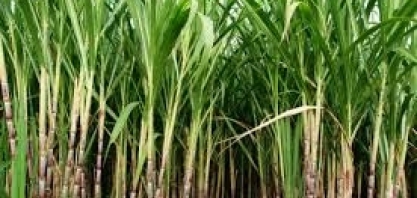 Clima pode cortar produção de café e açúcar pela metade até 2099