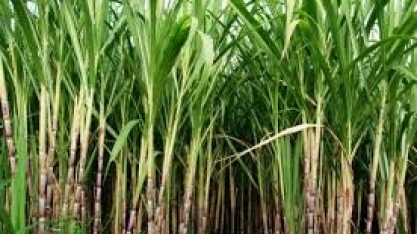 Clima pode cortar produção de café e açúcar pela metade até 2099