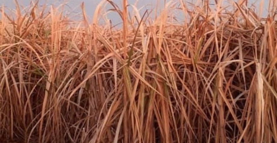  Menor produção, menor margem para diluir o custo de produção