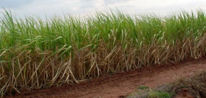 Os ganhos e as formas de manejo de micronutrientes em cana são tema de Workshop do IAC