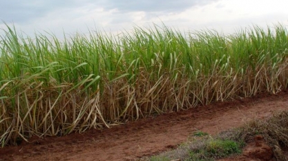 Os ganhos e as formas de manejo de micronutrientes em cana são tema de Workshop do IAC