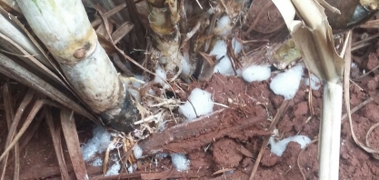 Complexo ninfas-adultos da cigarrinha causa grandes prejuízos aos canaviais