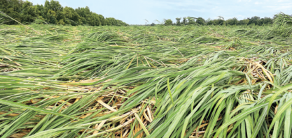 Usinas de açúcar da Louisiana seguem fechadas após passagem do furacão Ida