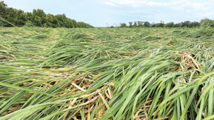 Usinas de açúcar da Louisiana seguem fechadas após passagem do furacão Ida