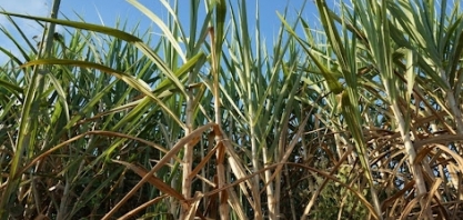 Benefícios alcançados com irrigação por gotejamento em canaviais aumentam pontuação do RENOVABIO