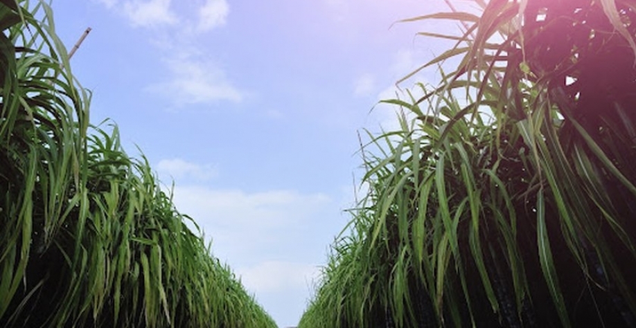 Se houver chuva, a previsão é ampliada, diz o diretor técnico, Antônio Rosário - Foto: Reprodução