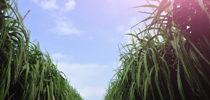 Chuva pode ampliar quantidade de cana beneficiada na safra 21/22