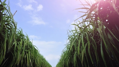 Chuva pode ampliar quantidade de cana beneficiada na safra 21/22