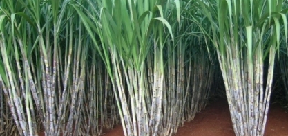 Tecnologias IB de bioinsumos trazem benefício econômico de R$ 398,5 milhões anuais para agro brasileiro