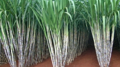 Tecnologias IB de bioinsumos trazem benefício econômico de R$ 398,5 milhões anuais para agro brasileiro