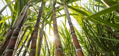 Projeto pretende gerar energia solar em área de canavial