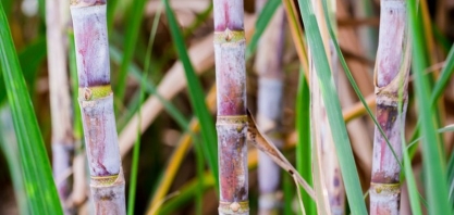 Final de safra: preço ATR registra queda de 1,8% em agosto