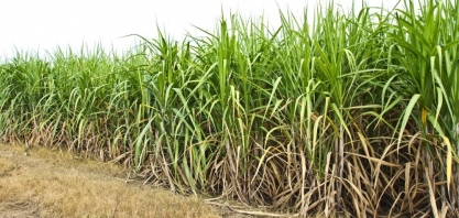 Cana: ATR chega em R$ 1,15/kg?