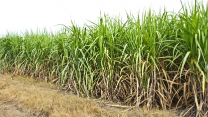 Cana: ATR chega em R$ 1,15/kg?