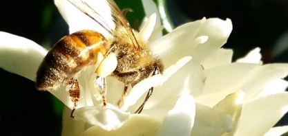 AgroBee lança nova versão de APP com tecnologia 4.0