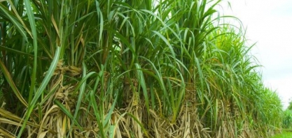MINAS GERAIS – Lavouras de cana-de-açúcar e grãos começam a ser pesquisadas no estado