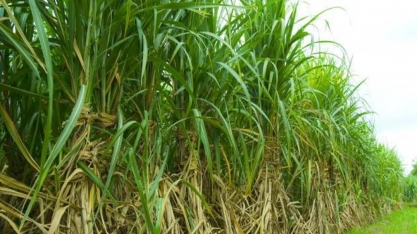 MINAS GERAIS – Lavouras de cana-de-açúcar e grãos começam a ser pesquisadas no estado
