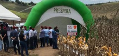 Coaf destaca técnicas de cultivo e colheita de milho na Zona da Mata pernambucana