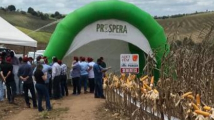 Coaf destaca técnicas de cultivo e colheita de milho na Zona da Mata pernambucana