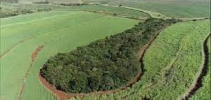 Usina de cana-de-açúcar restaura mata nativa e consegue renda com a preservação