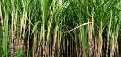 PARAÍBA – Técnicos vão a campo para levantar dados sobre a cana-de-açúcar