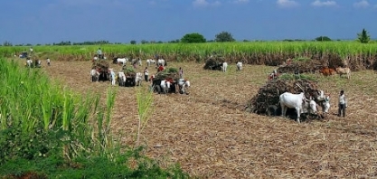 Alvean vê estoques menores de açúcar, demanda avançando apesar de custos mais altos